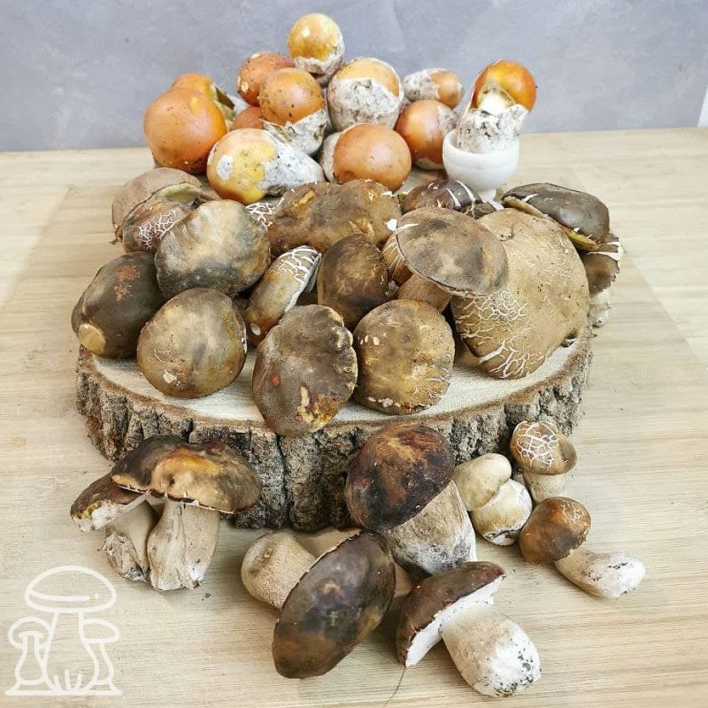 Aggiornamento meteofunghi 10-09-2021 – Tanti funghi Porcini