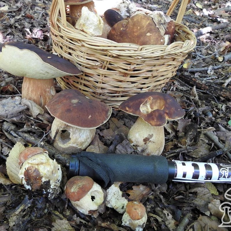 Funghi Porcini a volontà, si ma dove. Aggiornamento Meteofunghi 09-10-2021