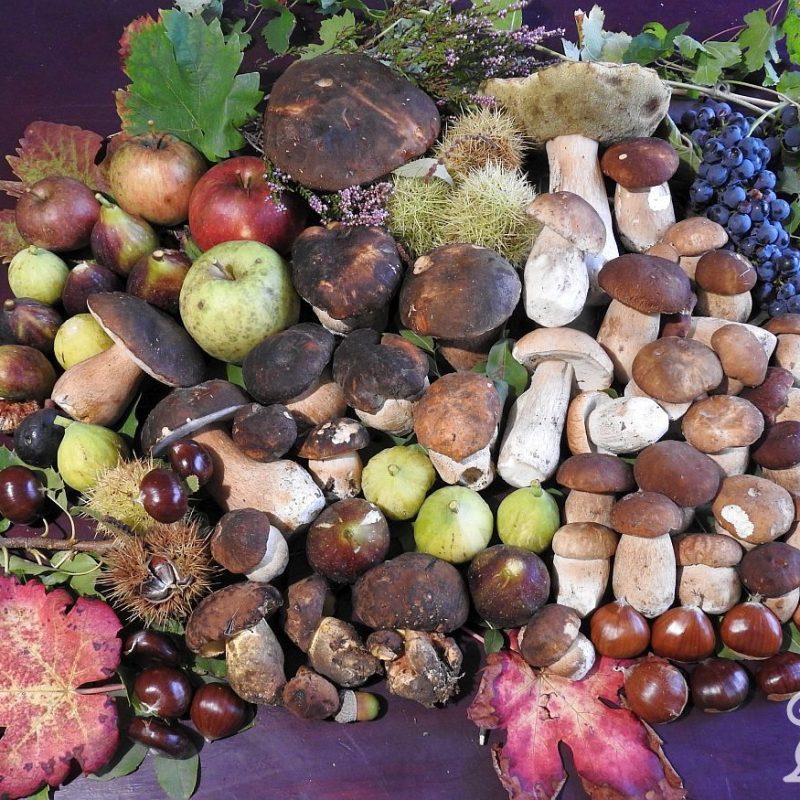I funghi di Ottobre, Boom di Porcini e molti altri funghi