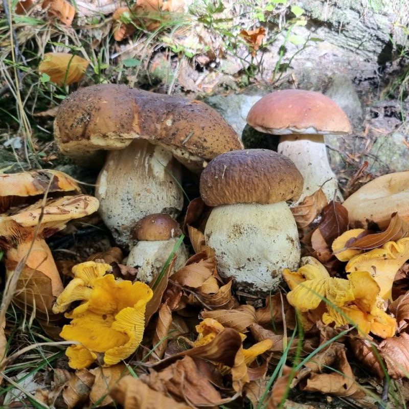 Funghi Porcini già al capolinea? Probabilmente no. Aggiornamento Meteofunghi 15-10-2021