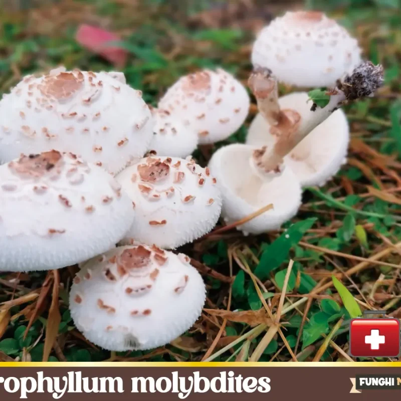 Chlorophyllum molybdites  – Falsa Mazza di Tamburo – funghi tossici
