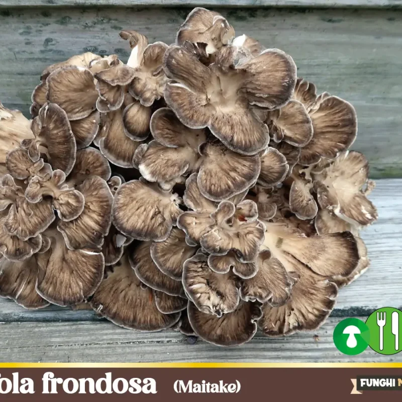 Grifola frondosa  – Maitake – Funghi commestibili