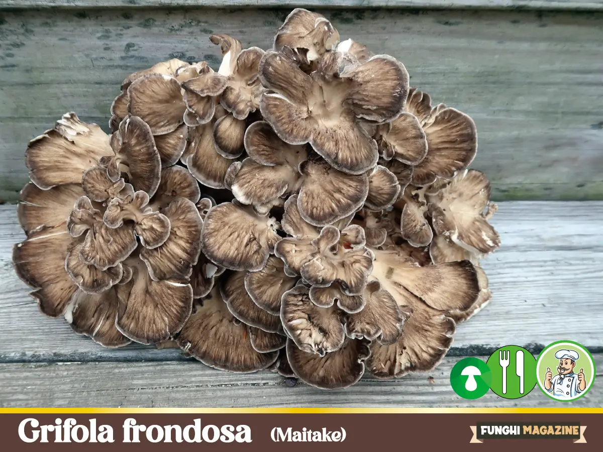 Grifola frondosa maitake