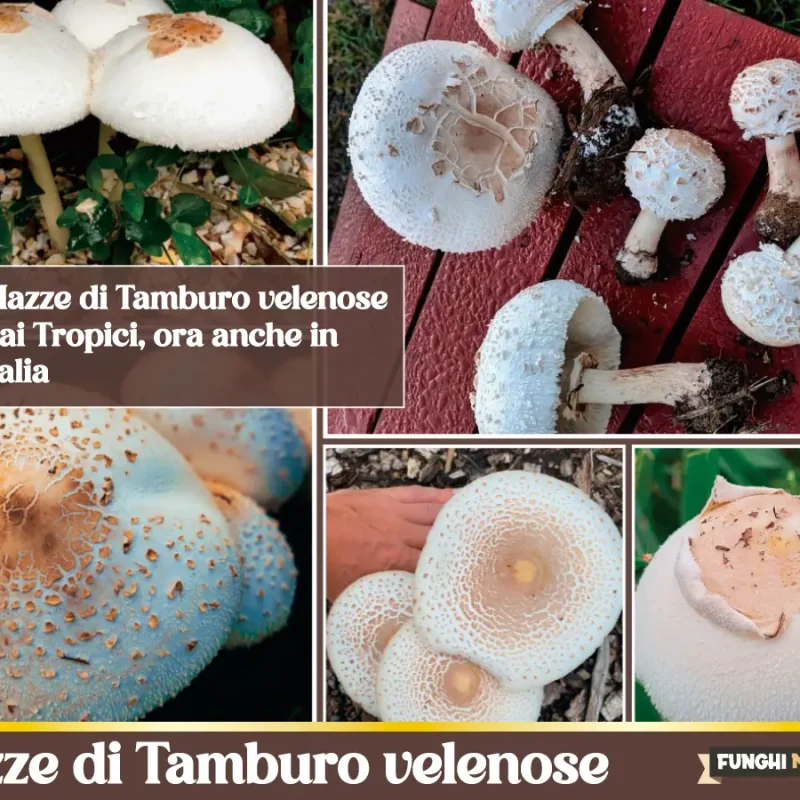 Mazze di Tamburo velenose. Dai Tropici in Italia il loro sosia tossico