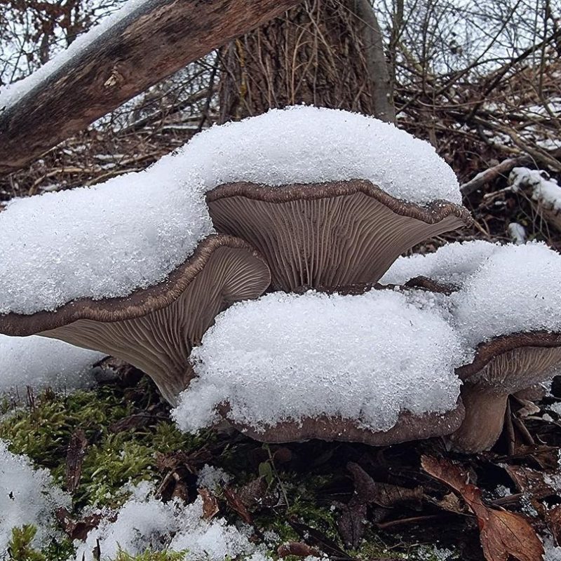 I funghi di Gennaio – Pochi ma ce ne sono ancora