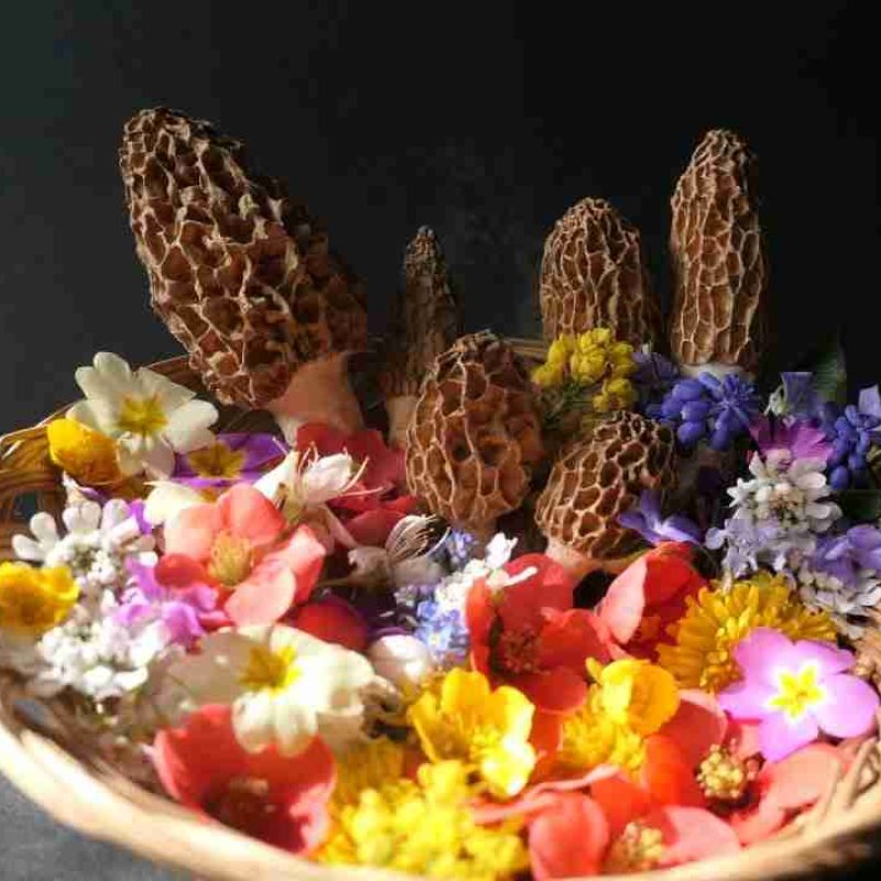 I Funghi di Marzo – Più funghi primaverili