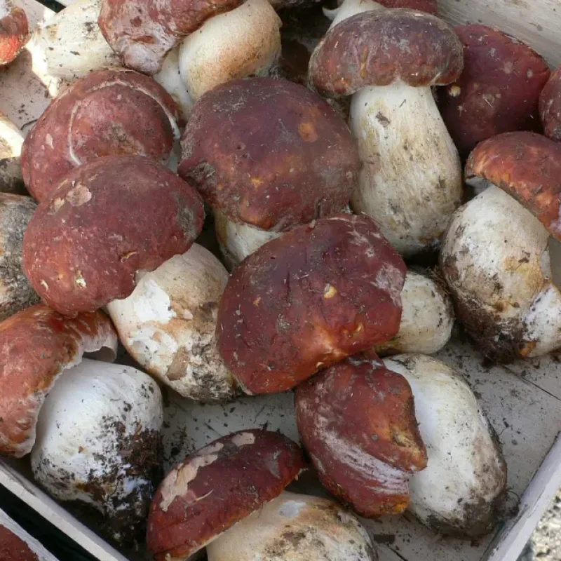 Al via la stagione dei funghi Porcini 2022