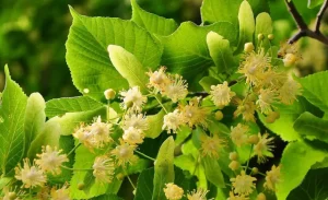 Fiori di Tiglio platyphyllos