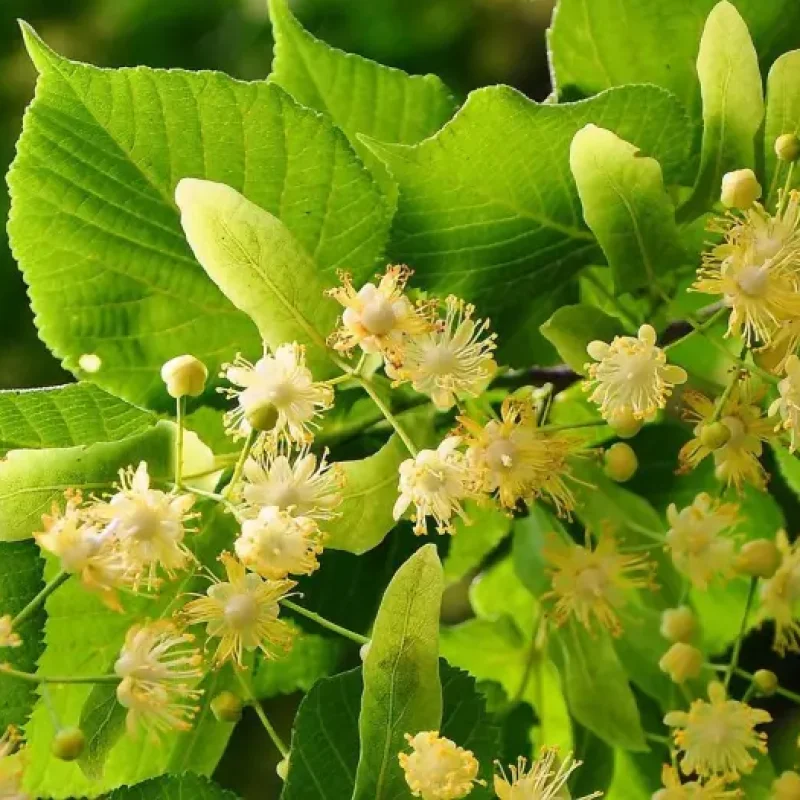 Tiglio – Tilia cordata, Tilia Platyphyllos e Ibridi