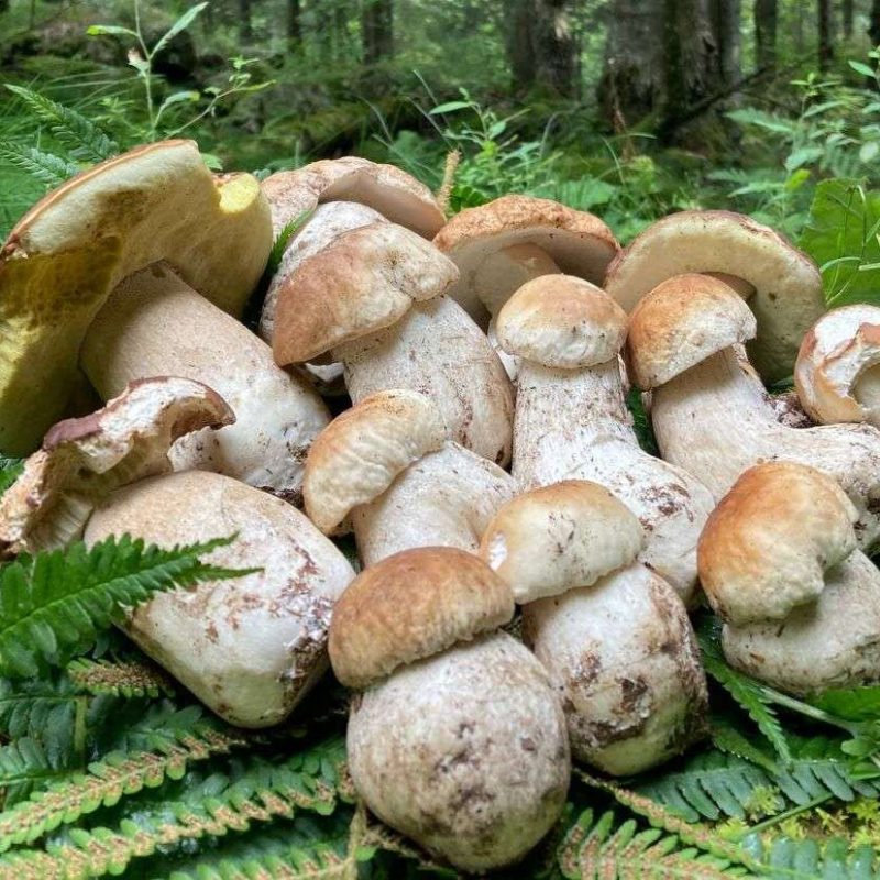 Molti funghi in molte zone d’Italia. Ecco dove. Aggiornamento meteofunghi 18-08-2022