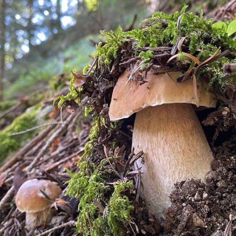 Nuovo boom di Porcini ma, quanti giorni dopo la pioggia bisogna iniziare a cercarli?