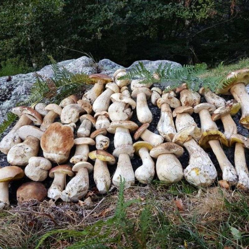 Aggiornamento meteo funghi 24-09-2022 – Funghi, Funghi, Porcini per tutti