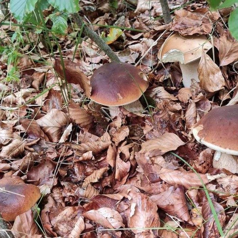 Perché nascono tanti funghi tutti insieme? Aggiornamento Meteofunghi 05-09-2022