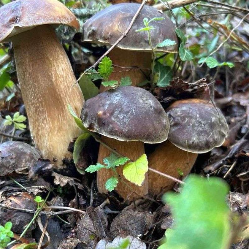 Didattica funghi 05. Imparare a trovare i funghi Porcini