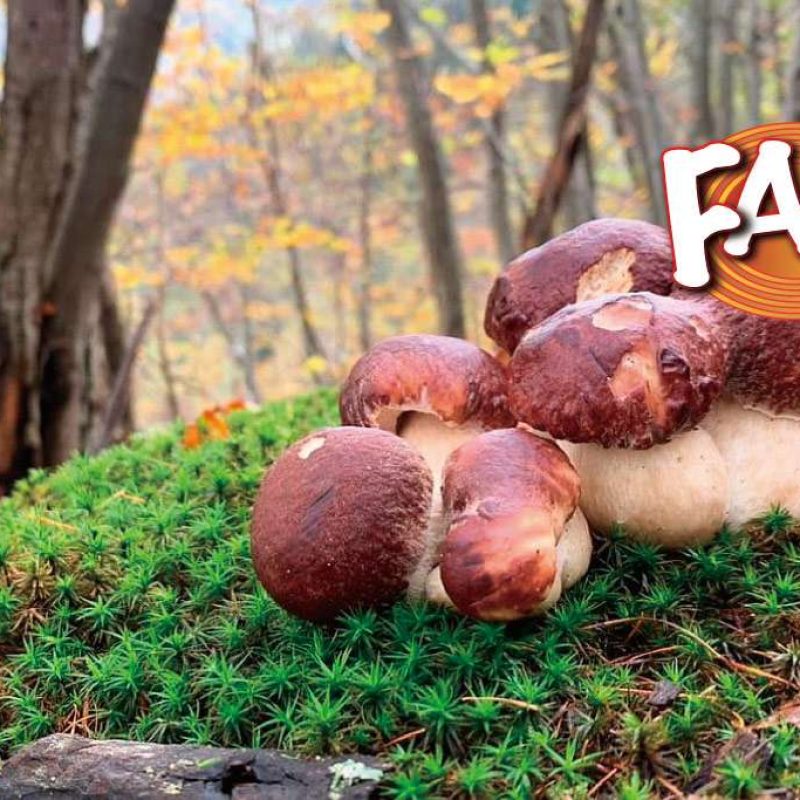 Didattica funghi 04. Lo sapevi che?