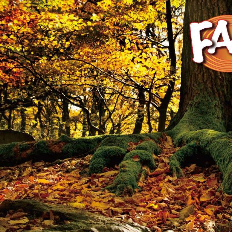 Didattica Funghi 02. Le domande sui Funghi dei nostri lettori
