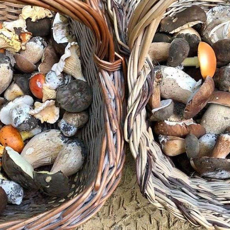 Meteo Funghi 13-10-2022 – Ancora spettacolari nascite di funghi in Italia