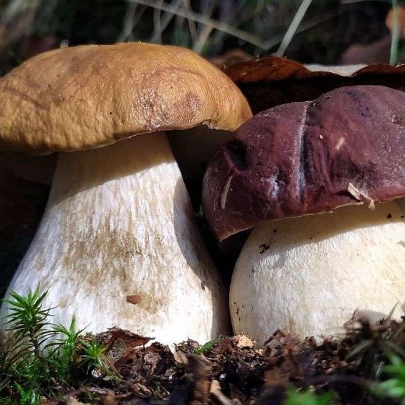 Aggiornamento Porcini 28-10-2022 – Fine dei giochi o ulteriori nascite in arrivo?