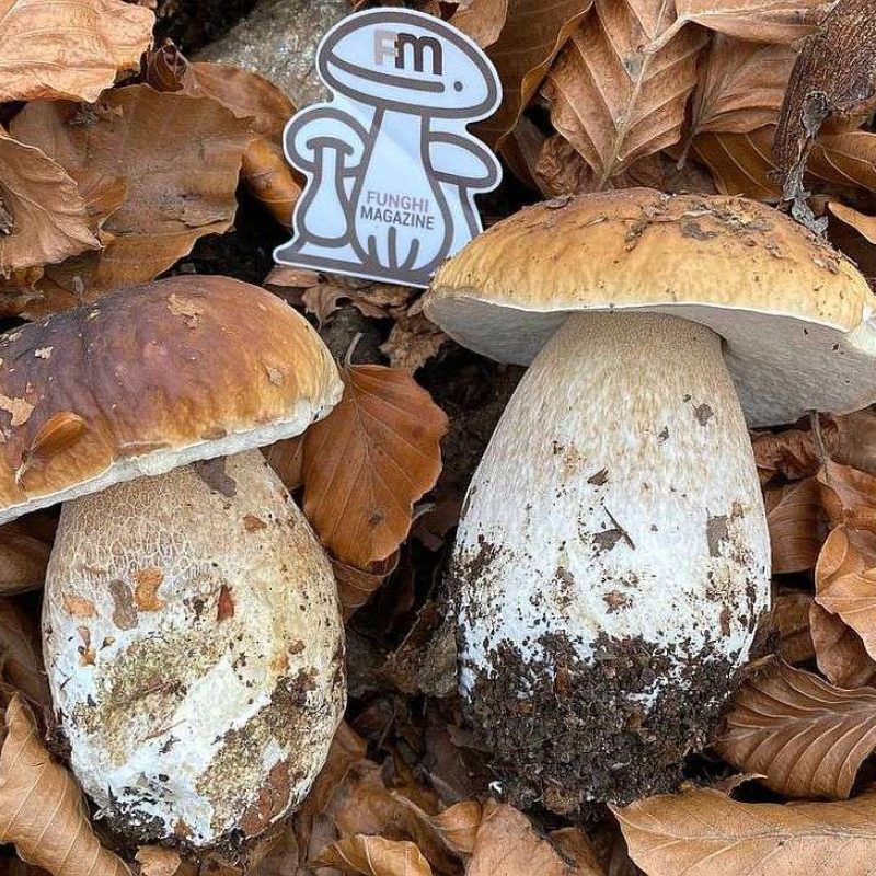 Aggiornamento Porcini 12-11-2022 – Non finiscono più