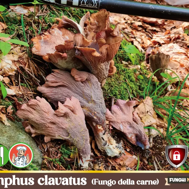 Gomphus clavatus  – Fungo della Carne