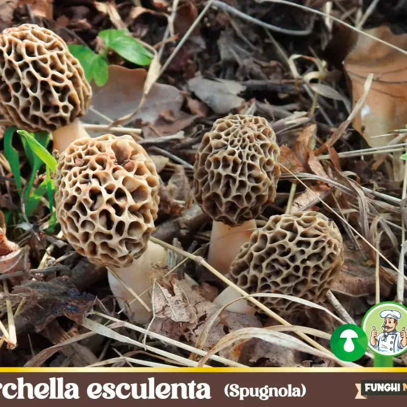 Morchella Esculenta – Spugnola