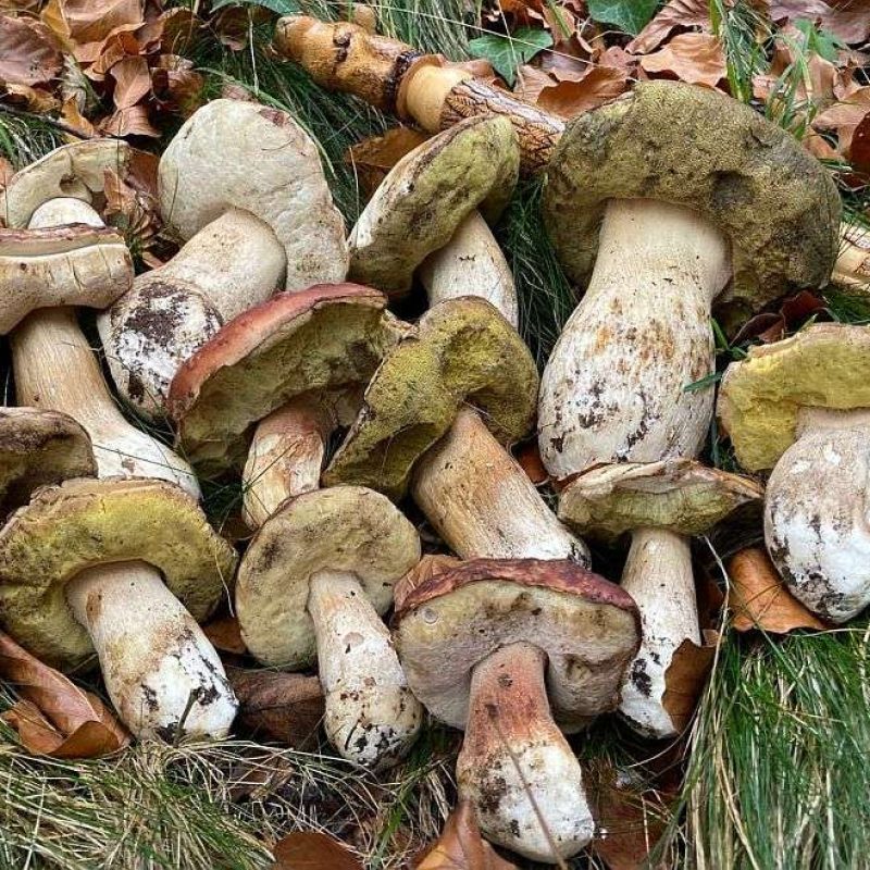 Aggiornamento Porcini 19-11-2022 – Nuova buttata in arrivo