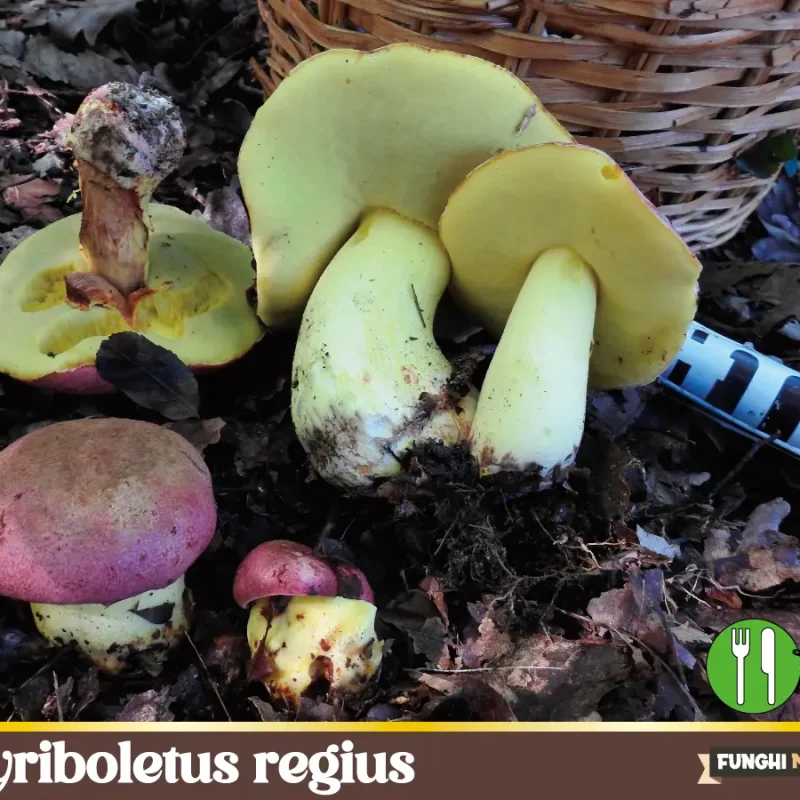 Qual Il Porcino Pi Profumato Funghi Magazine qual-il-porcino-pi-profumato-funghi-magazine