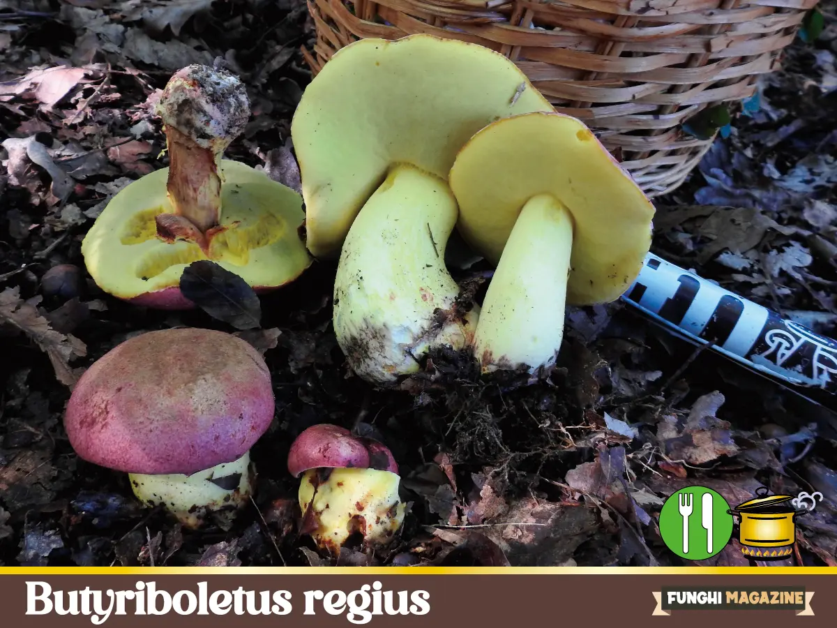 Home-funghimagazine 36 Butyriboletus regius Boleto reale