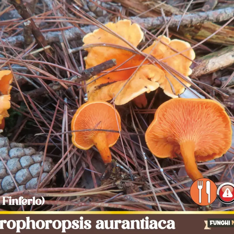 Hygrophoropsis aurantiaca, attenti al Falso Finferlo