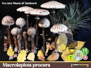 Macrolepiota procera