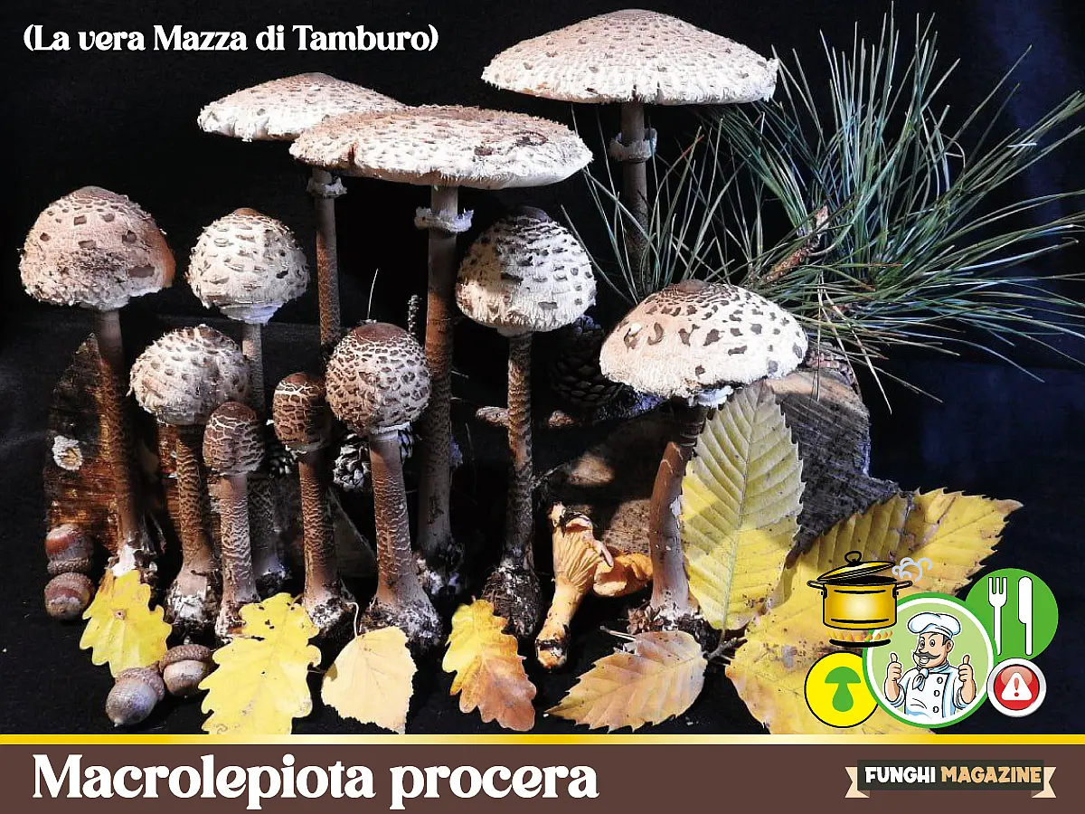 Macrolepiota procera