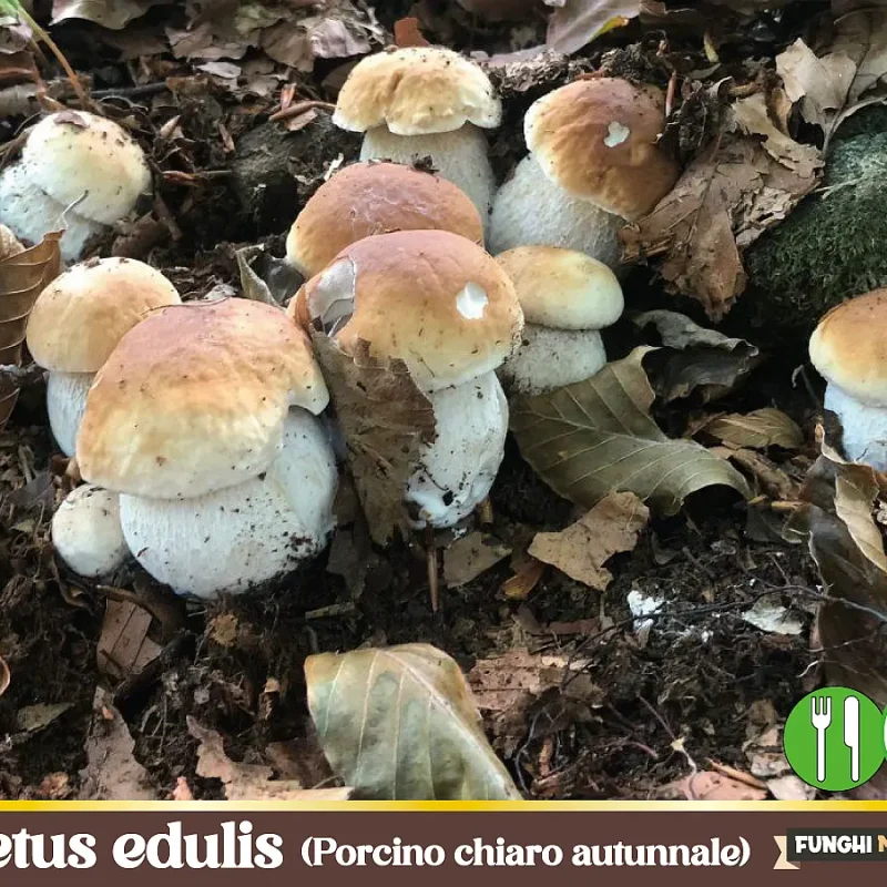 Boletus edulis – Il Porcino chiaro autunnale