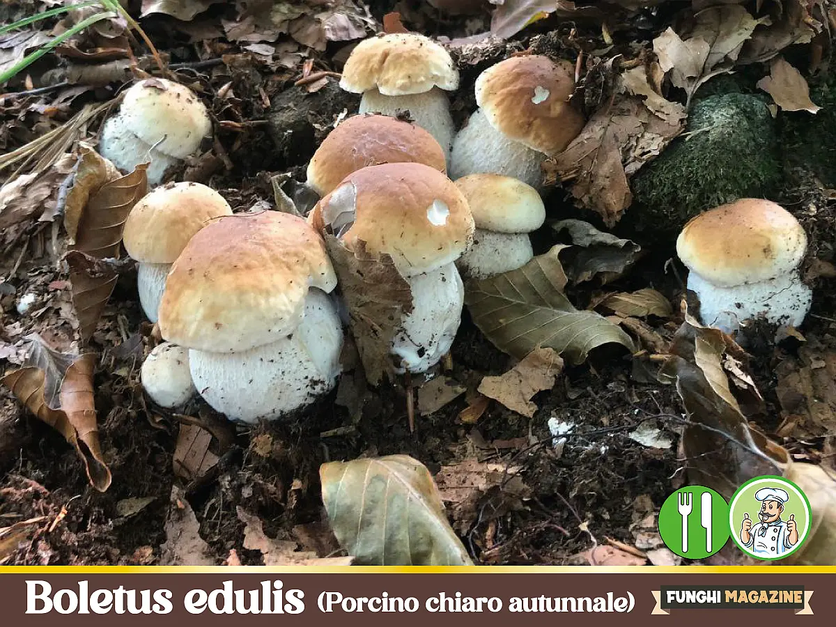 Home-funghimagazine 33 Boletus edulis Porcino chiaro autunnale