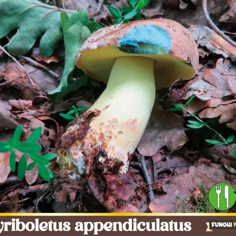 Butyriboletus appendiculatus