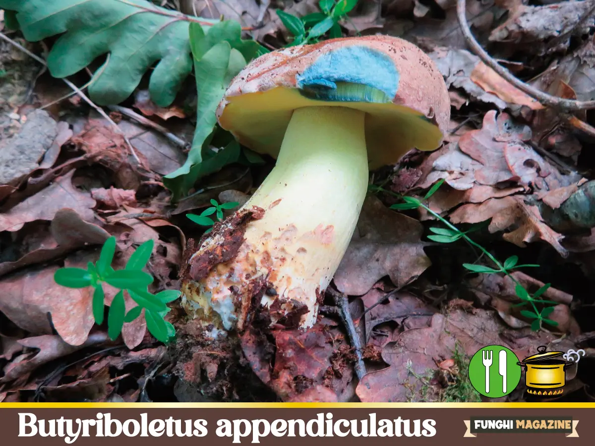 Home-funghimagazine 42 Butyriboletus appendiculatus