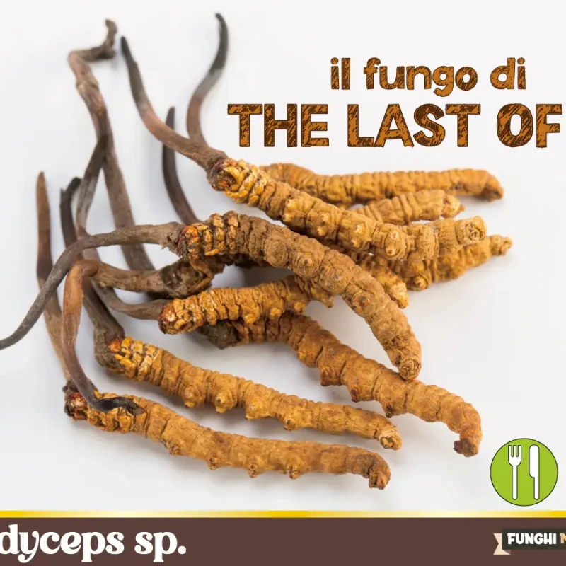 Cordyceps, il fungo parassita di The Last of Us