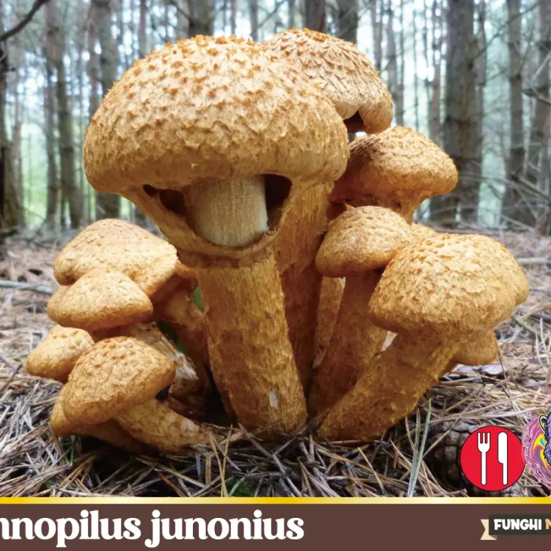 Gymnopilus junonius – Un altro falso Chiodino