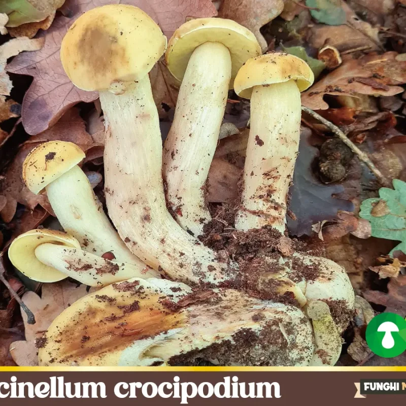 Leccinellum crocipodium, il Porcinello Giallo