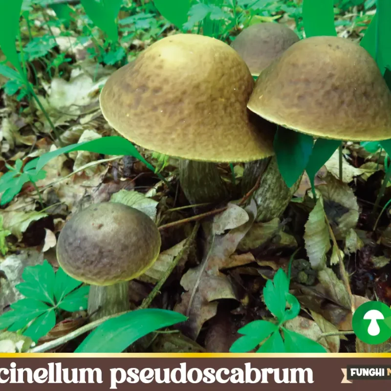 Leccinellum pseudoscabrum, il Porcinello dei Carpini