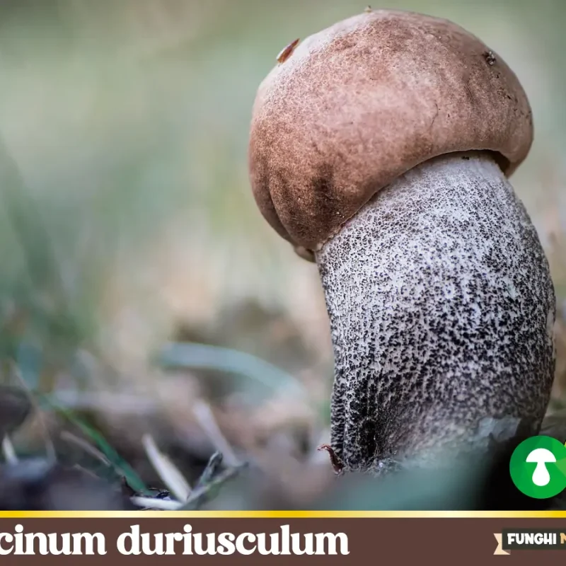 Leccinum duriusculum, Porcinello del Pioppo tremulo