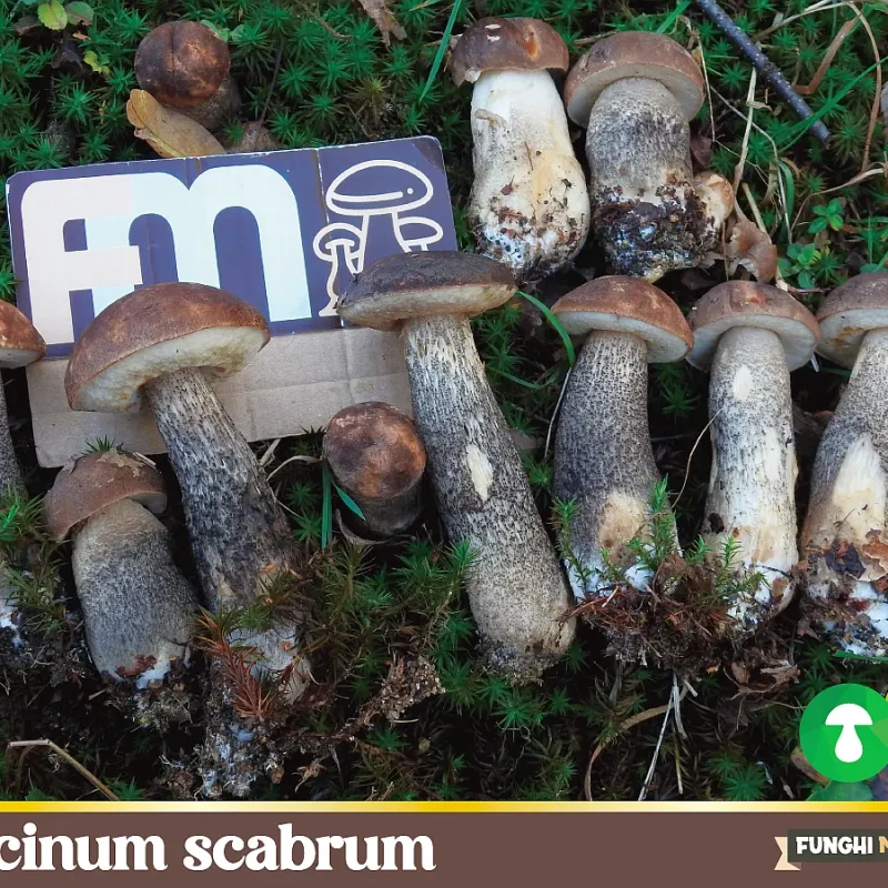 Leccinum scabrum, il Porcinello Grigio