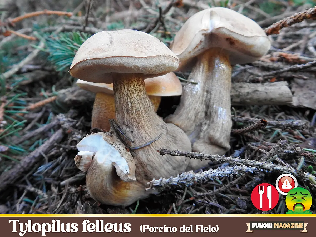 Tylopilus felleus Porcino del Fiele
