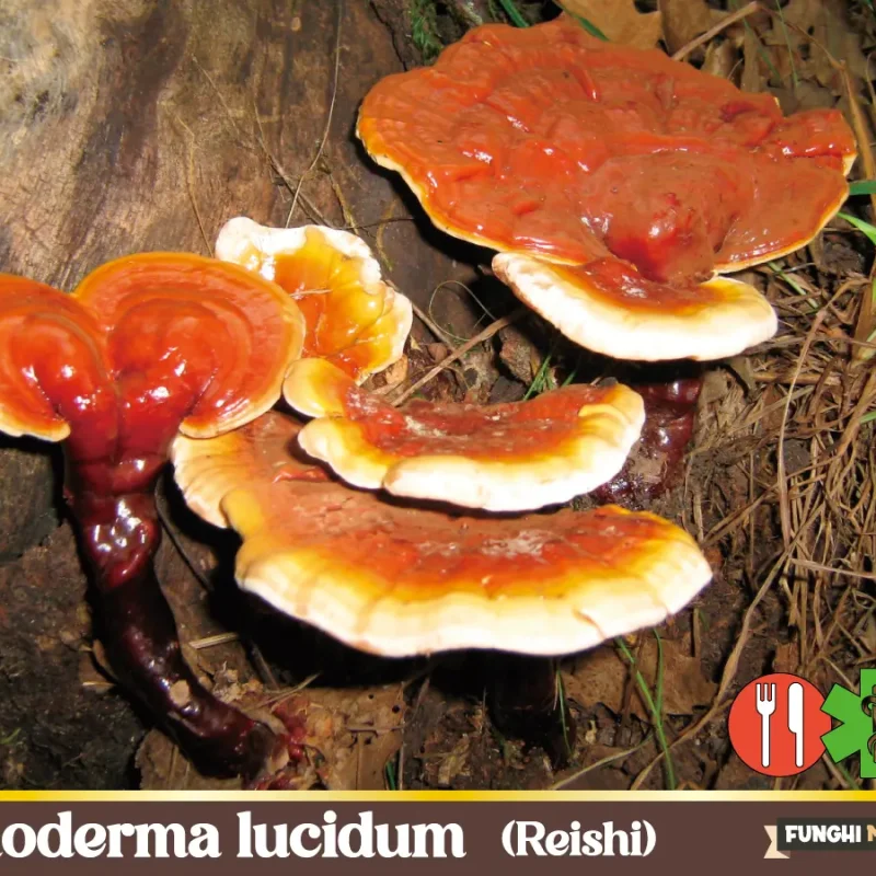Ganoderma lucidum il Miracoloso Fungo Reishi