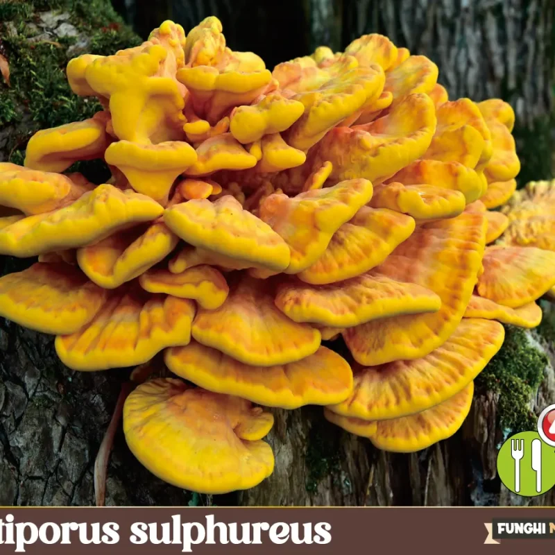 Laetiporus sulphureus