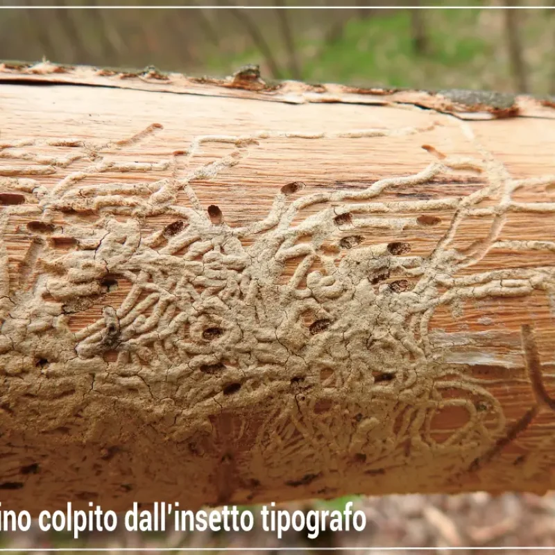I Parassiti del Frassino – Frassini morenti e Morchelle in crisi.