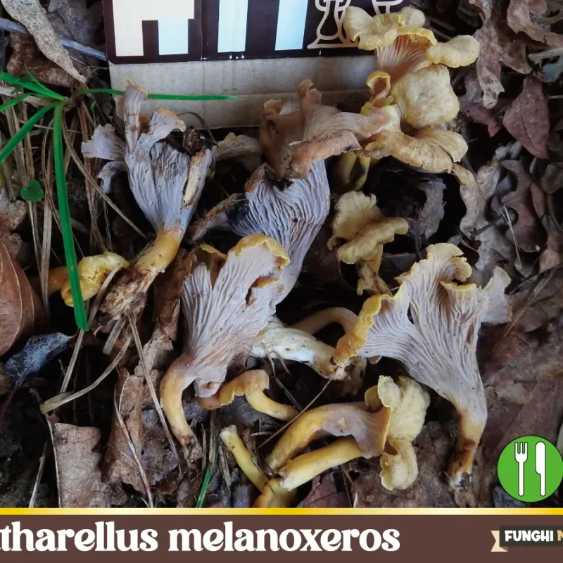 Cantharellus melanoxeros ex Craterellus melanoxeros
