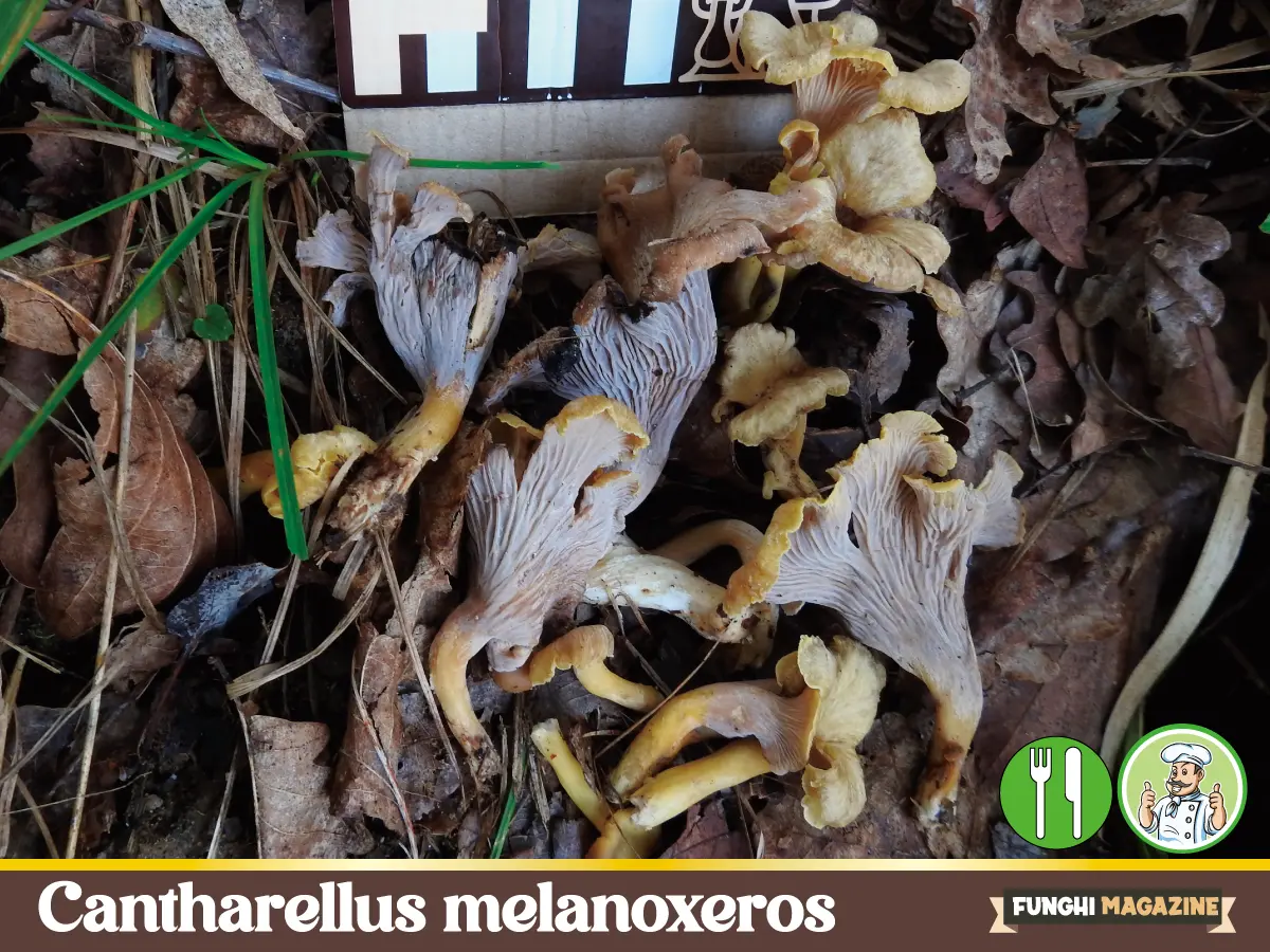 Cantharellus melanoxeros
