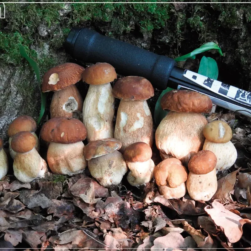 I Funghi Porcini dove stanno nascendo? – Aggiornamento funghi 02-06-2023