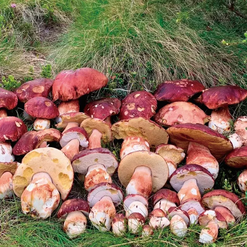 É arrivato il gran caldo, che ne sarà ora dei Porcini? Aggiornamento Porcini 23-06-2023