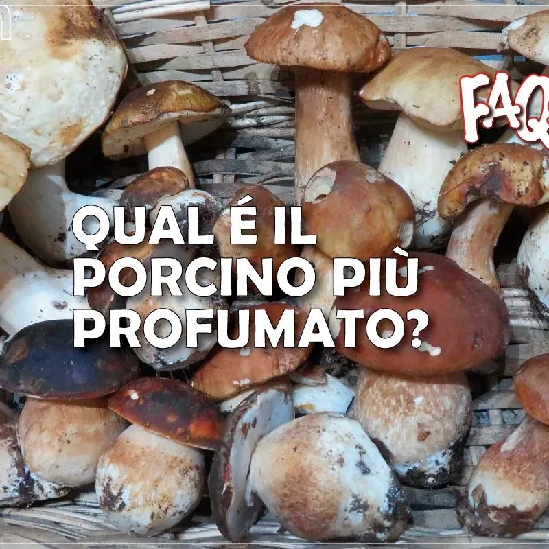Qual è il Porcino più profumato?